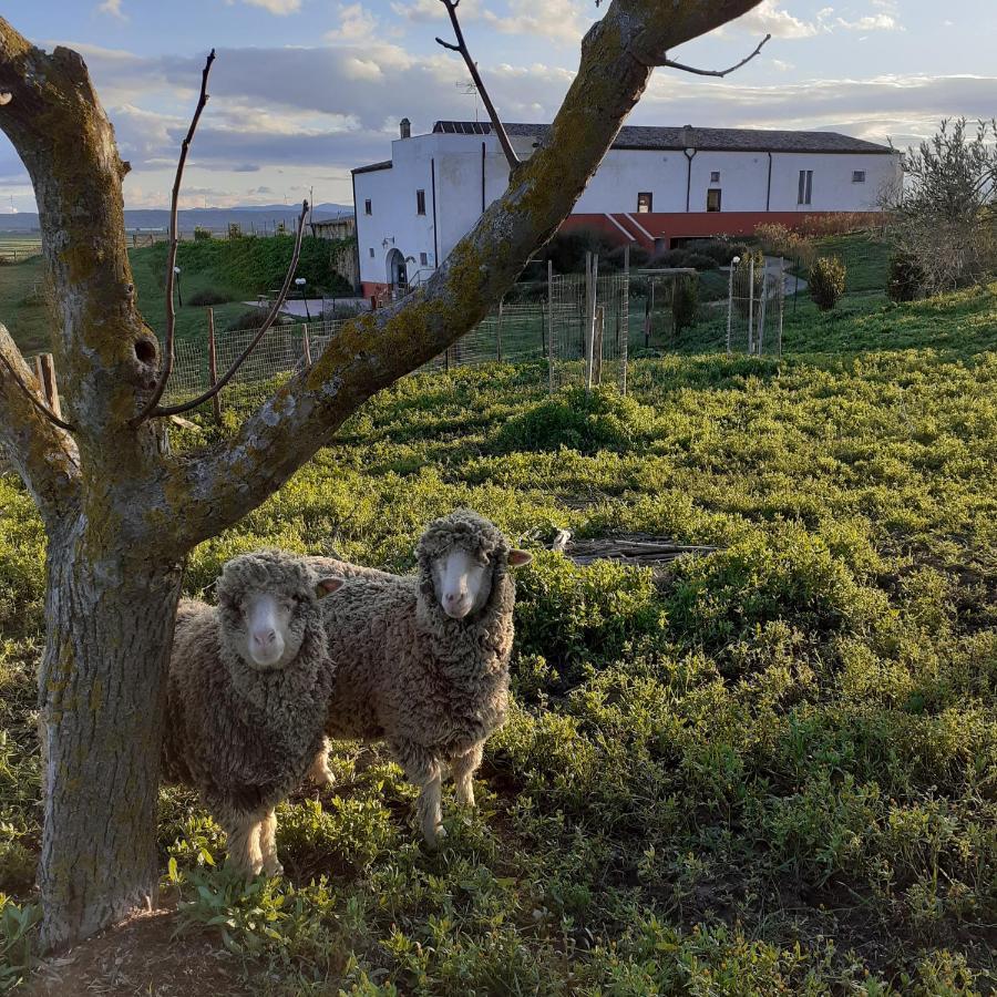 Masseria Agriturismo Moschella Posta Piana Экстерьер фото